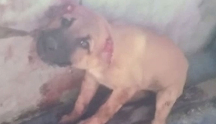 UP : हैवानियत की हद पार, बरेली में शराब के साथ चखने के रूप में चबा डाले पिल्लों के कान और पूंछ