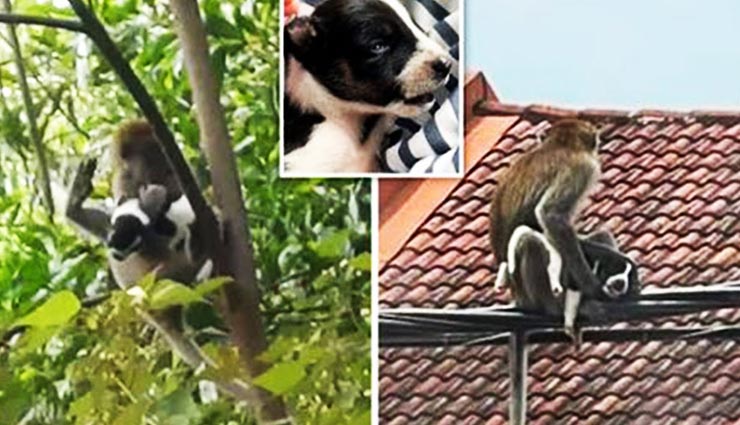 कुत्ते के मासूम पिल्ले को उठा पेड़ पर ले गया बंदर और तीन दिन तक रखा अपने पास, देखें वीडियो
