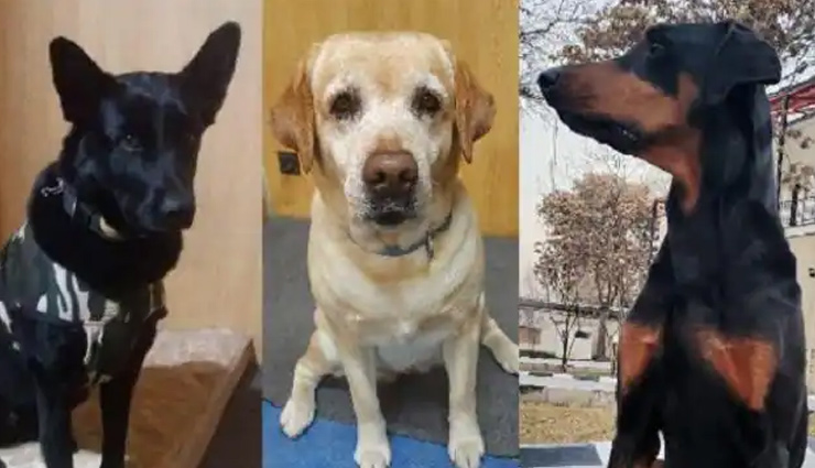 माया, रूबी और बॉबी, तालिबान से बचाकर इन तीन कुत्तों को भी लाया गया भारत