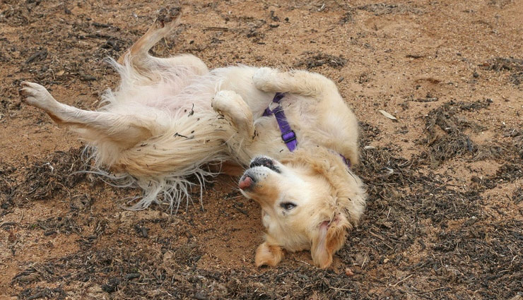 why dogs roll in smelly stuff,dogs rolling in dirt,why do dogs roll in feces,why dogs roll in dead animals,how to stop dogs from rolling in smelly things,dog behavior smelly rolling,dogs and strong odors,prevent dogs from rolling in dirt,dog instinct to roll in smelly things,dog rolling in bad smells,why dogs love bad smells