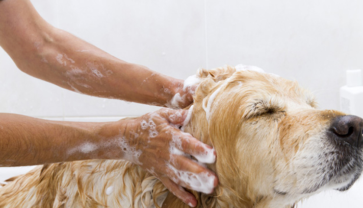 diy dog shampoo,diy dog shampoowith coconut oil,dogs care tips,Health tips,dog health tips