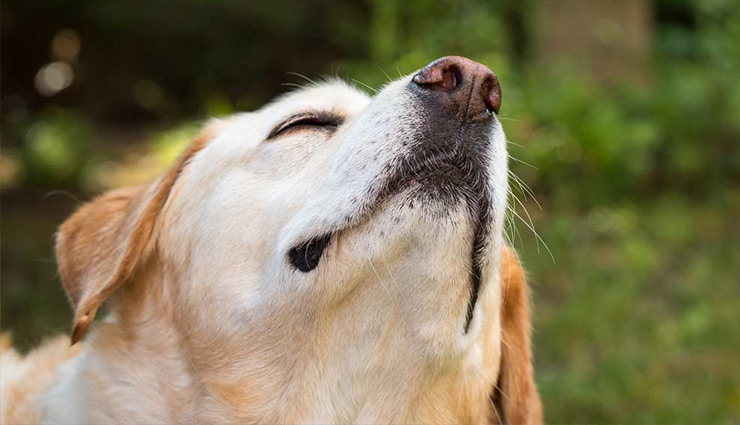 नई रिसर्च में दावा : मोजे सूंघकर कुत्ते बता सकेंगे कि आप कोरोना संक्रमित है या नहीं