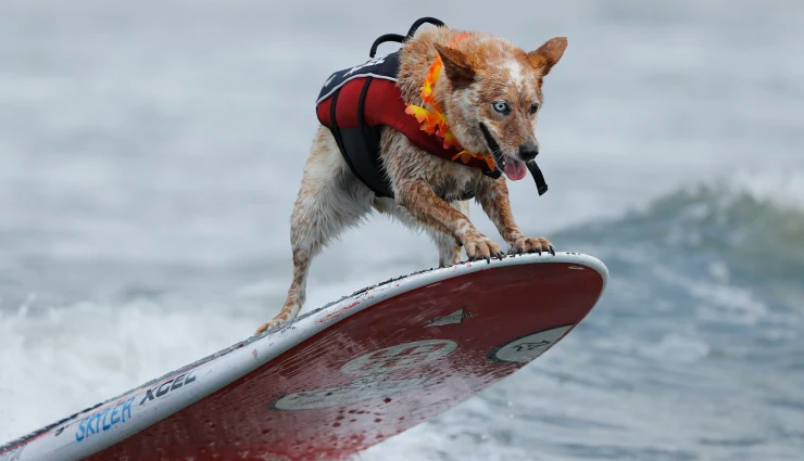 दुनियाभर में खेले जाते हैं ये अजीबो-गरीब खेल, आपको हैरान कर देगी यह जानकारी weird games around the world,unusual sports played globally,bizarre games from different cultures,strange and unique games worldwide,odd sports and competitions across the globe,quirky games played in different countries,unconventional sports events around the world,extraordinary games from various cultures,curious and unusual games played internationally,surprising and peculiar sports worldwide