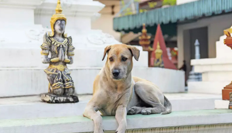 temples,temples dedicated to animals,animals temple