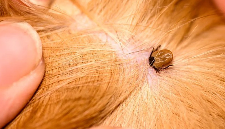 home remedies for dog fleas,natural flea and tick remedies,protect dog from ticks,essential oils for flea prevention,natural flea control for dogs,prevent ticks naturally,apple cider vinegar for ticks on dogs,diy flea and tick remedies,dog flea prevention without chemicals,natural tick repellent for dogs.
