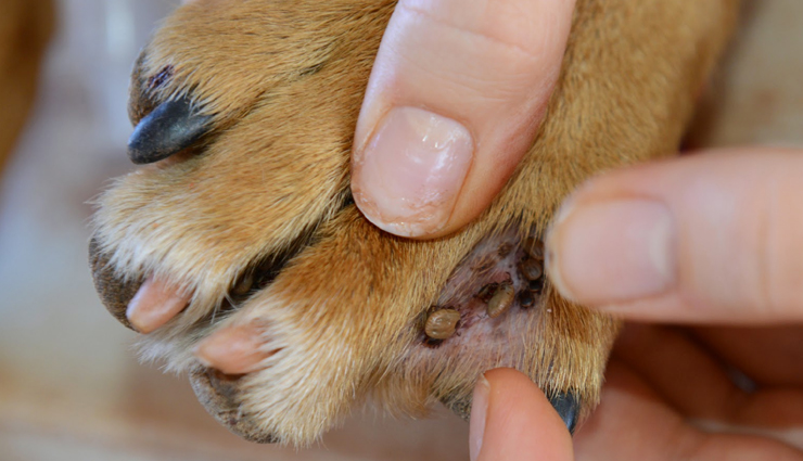 places to find ticks on dogs,where to look for ticks on dogs,tick removal tips for dogs,tick prevention in dogs,dog tick inspection,tick-prone areas on dogs,how to remove ticks from dogs,check dog for ticks,tick safety for pets,common tick hiding spots on dogs