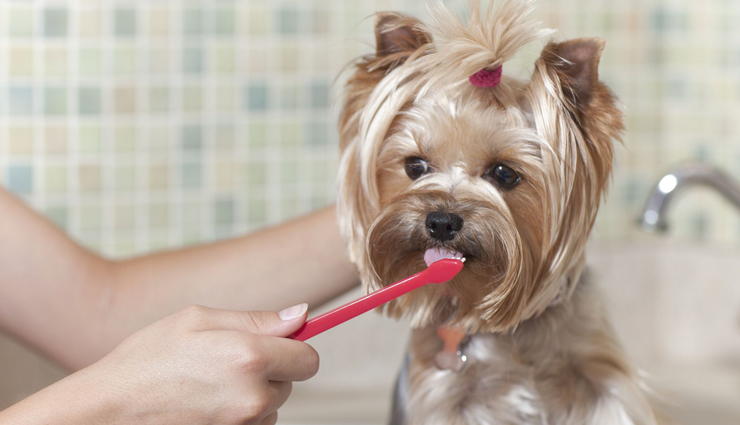 Make Your Own DIY Dog Toothpaste