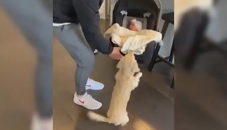 नवजात बच्चे को देखने के लिए तड़प रहा था कुत्ता, फिर ऐसे चूमकर किया प्यार; वीडियो वायरल 