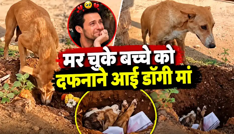पिल्ले को आखिरी विदाई देने पहुंची डॉगी मां? वायरल वीडियो देख भावुक हुए लोग बोले- मां तो मां होती है