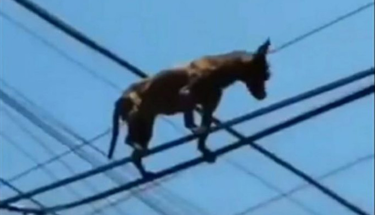  सड़क पर नहीं आसमान में बिजली के तारों पर चहल कदमी कर रहा यह कुत्ता, वीडियो वायरल