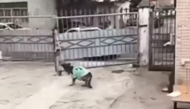 वॉचमैन की नौकरी करता है ये कुत्ता, गाड़ी आते ही खोलता है गेट, कराता है रजिस्टर में एंट्री, देखे वीडियो 