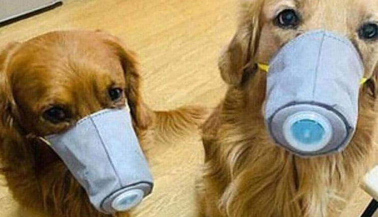 coronavirus,dogs and cats,coronavirus,cat and dogs,coronavirus news,weird news