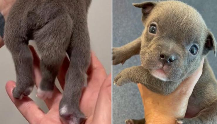 सोशल मीडिया पर छाया हुआ हैं पांच पैरों के साथ पैदा हुआ नन्हा पिल्ला, बन गया ऑनलाइन सनसनी