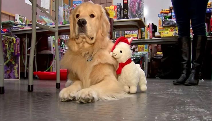 'टॉय सेंटर' से टॉयज गायब होने का मामला, चोर को देख उड़े पुलिस के होश