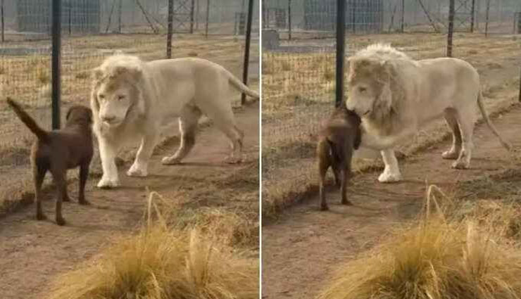 VIDEO: कुत्ते के सामने आकर खड़ा हुआ सफेद शेर, आगे जो हुआ शायद आपने कभी नहीं देखा होगा