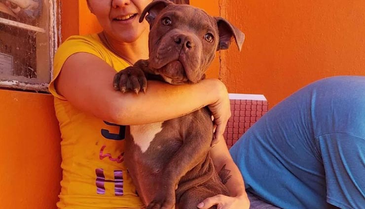 weird news,weird incident,puppy outside a shelter,pit bull puppy with note