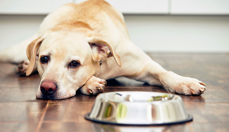 pet animals,lucky,jyotish