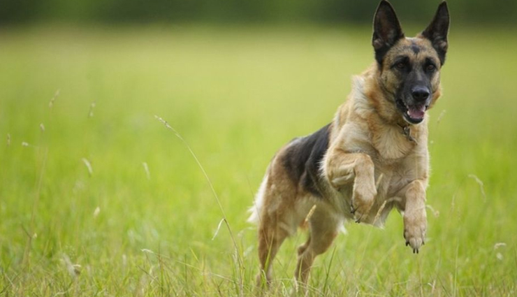 healthy living,5 changes in your dog depicting he is sick,dogs behavior that shows he is sick,symptoms of dogs showing he is sick,dog health,care