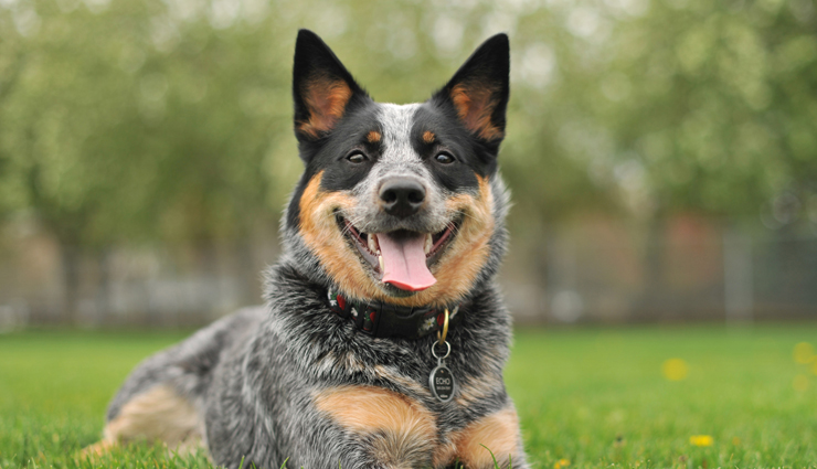 treatment of 5 kinds of dogs infection,how to treat dogs infection at home,health tips for pet,pets care