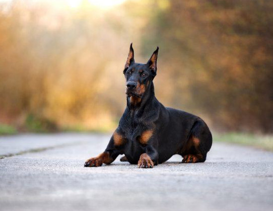 कुत्ते का आपके दाहिने अंग को चाटना देता है सिद्धि की सूचना, जाने ऐसे और संकेत 