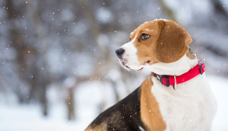 क्यों खम्बों और पहियों को निशाना बनाते है कुत्ते