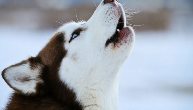 आने वाली विपत्ति की ओर इशारा करते हैं ये संकेत, जानें और सावधान रहें 