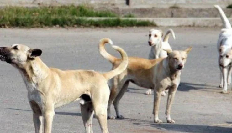 भोपाल: मां के सामने आधा दर्जन आवारा कुत्तों ने मिलकर 6 वर्षीय मासूम की ले ली जान 