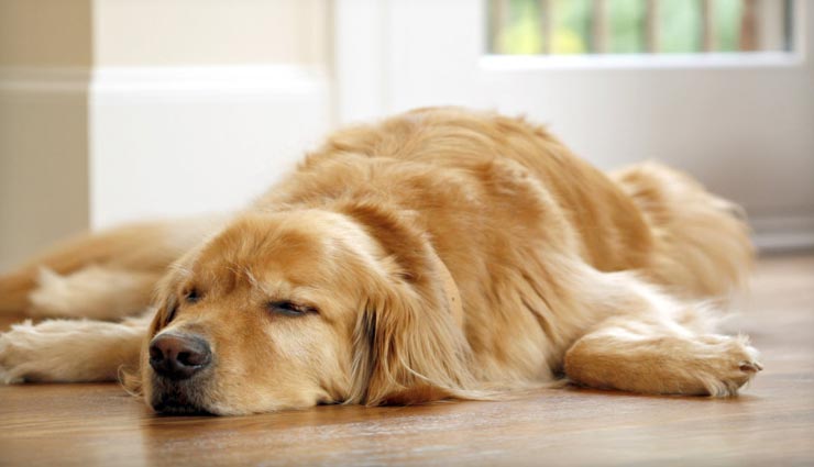 interesting facts,amazing facts,facts related to dogs,laika dog