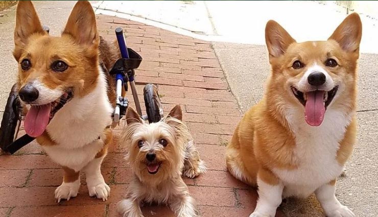 benefits of dogs at home,health benefits of homemade dog food,heart attack,cause of heart attack,Health,health tips in hindi