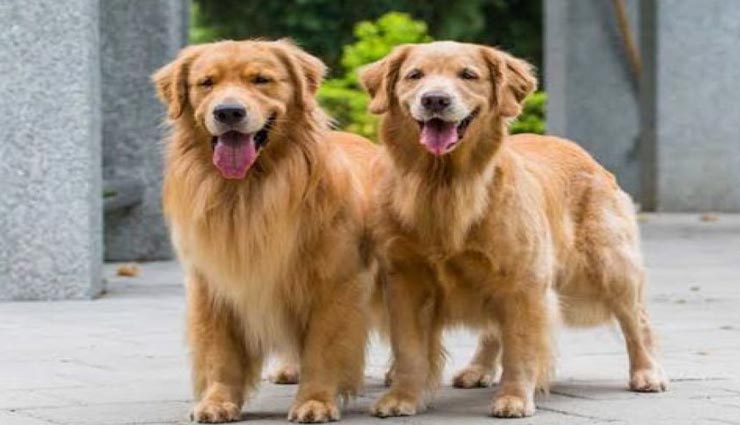 इन दो डॉग्स के देखभाल करने की सैलेरी आपके होश उड़ा देगी, बना सकते हैं खुद का बंगला 