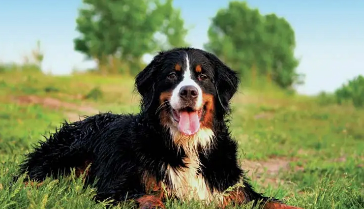 5 Fruits and Veggies That are Healthy for Dogs