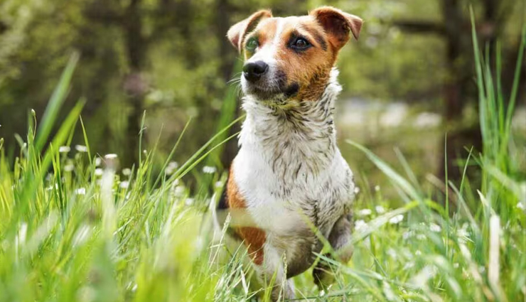 places to find ticks on dogs,where to look for ticks on dogs,tick removal tips for dogs,tick prevention in dogs,dog tick inspection,tick-prone areas on dogs,how to remove ticks from dogs,check dog for ticks,tick safety for pets,common tick hiding spots on dogs