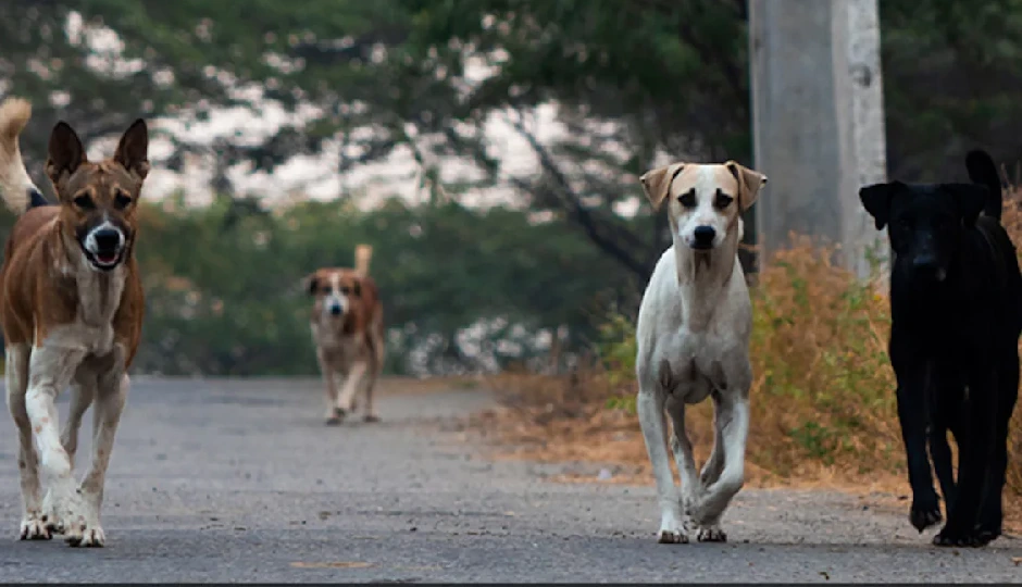 भारत की छवि धूमिल कर रहे हैं आवारा कुत्तों के हमले, सुप्रीम कोर्ट ने सभी राज्यों को फटकार लगाई