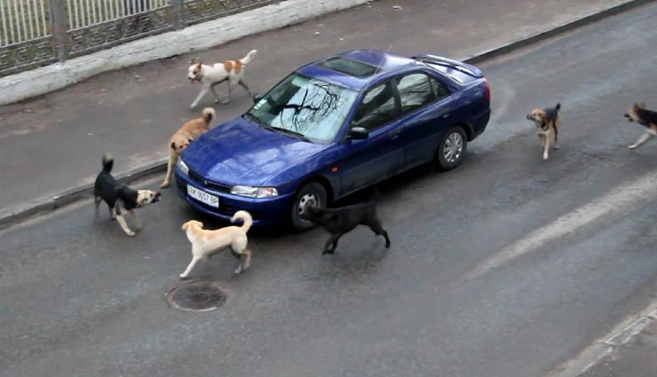 आखिर क्यों गाड़ियों के पीछे भागते है कुत्ते, वजह चौकाने वाली