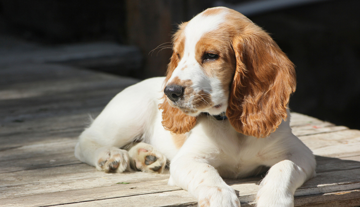 treatment of 5 kinds of dogs infection,how to treat dogs infection at home,health tips for pet,pets care