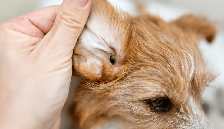 places to find ticks on dogs,where to look for ticks on dogs,tick removal tips for dogs,tick prevention in dogs,dog tick inspection,tick-prone areas on dogs,how to remove ticks from dogs,check dog for ticks,tick safety for pets,common tick hiding spots on dogs