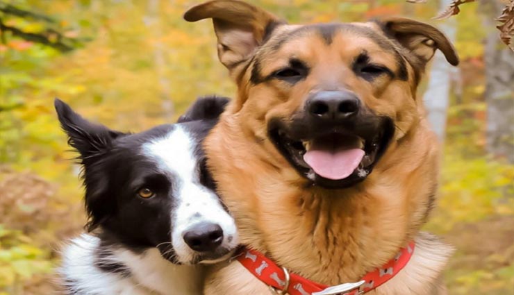 दिल को छू लेने वाला विडियो, एक कुत्ते ने बचाई अपने दोस्त की जान, देखे VIDEO