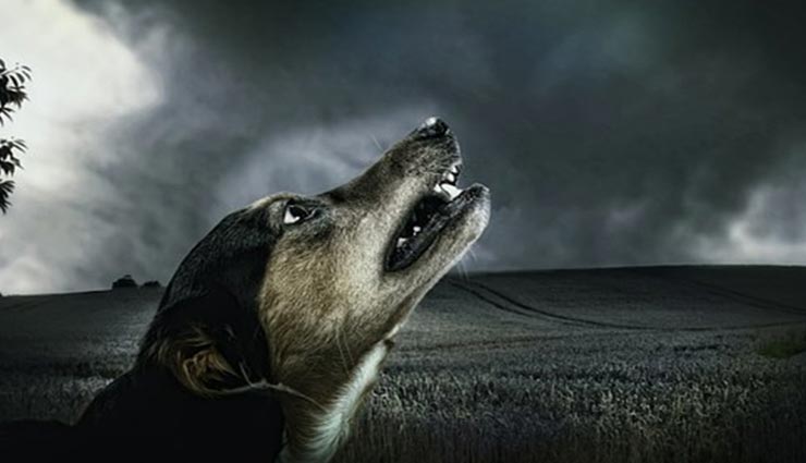 कुत्तों के रात में रोने का कारण आपको भी हैरान कर देगा, जानें इसका राज weird news,dogs cry at night,reason behind dogs cry