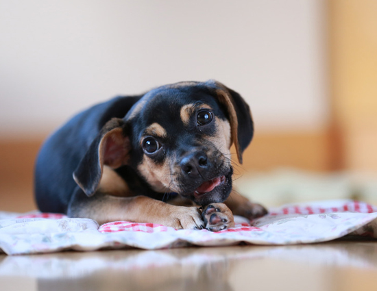 One Ingredient To Treat Dog's 5 Types of Infections