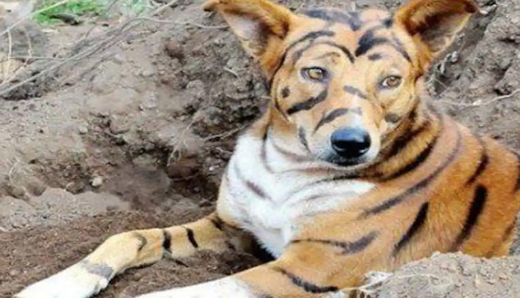 आखिर क्यों यहां कुत्तों को रंगा जा रहा हैं बाघ के रंग में, वजह हैरान करने वाली