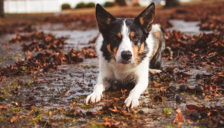 why dogs roll in smelly stuff,dogs rolling in dirt,why do dogs roll in feces,why dogs roll in dead animals,how to stop dogs from rolling in smelly things,dog behavior smelly rolling,dogs and strong odors,prevent dogs from rolling in dirt,dog instinct to roll in smelly things,dog rolling in bad smells,why dogs love bad smells