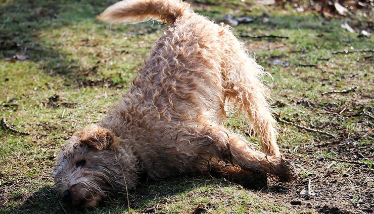 6 Reasons Why Dogs Roll in Smelly Stuff