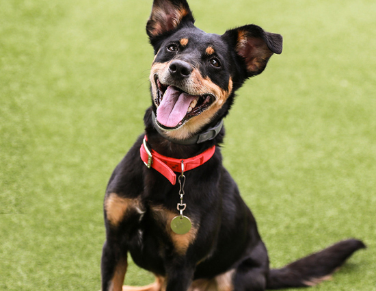 5 Changes in Your Dog Depicting He is Sick