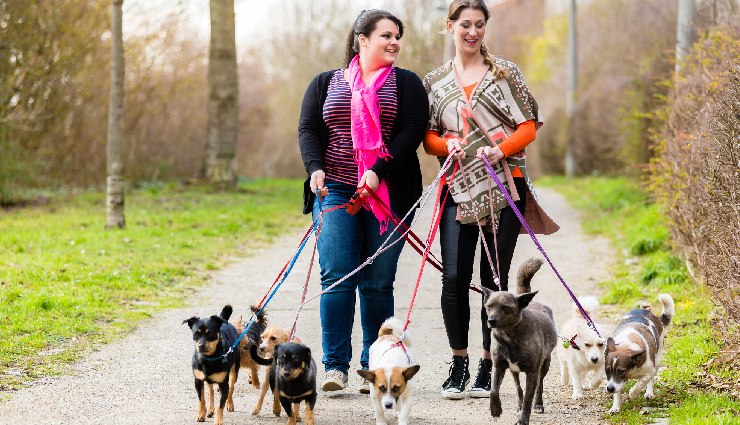 health benefits of dog walking,benefits of walking with dog,dog walking and physical health,walking dog mental benefits,dog walking for fitness,reduce stress with dog walking,dog walking and happiness,social benefits of dog walking,dog walking for brain health