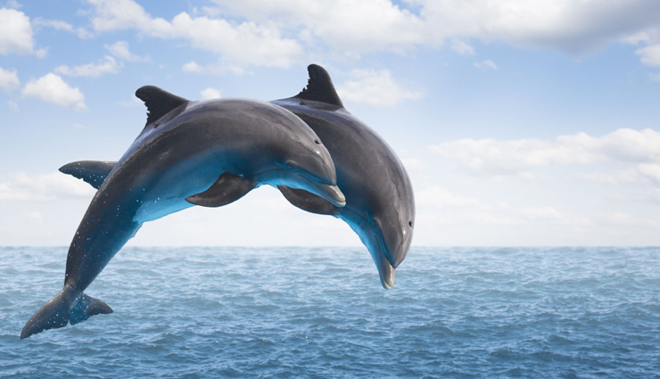 14 Destinations in India To Enjoy Spotting Dolphins