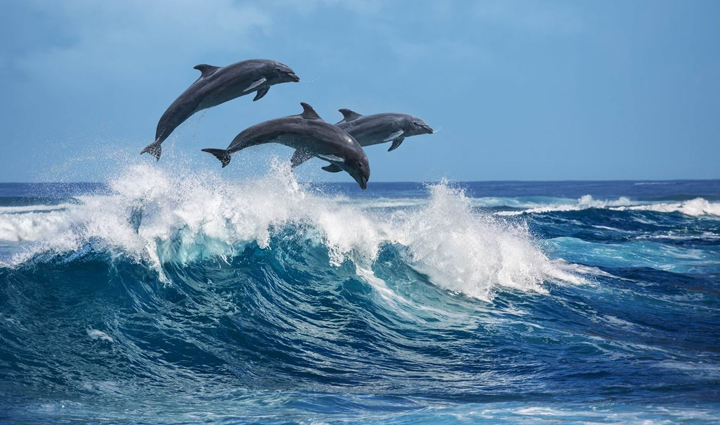 Holidays dolphin is the national aquatic animal of india see them closely  in these parts of the country 202440 भारत की राष्ट्रीय जलीय पशु है डॉल्फिन,  देश के इन हिस्सों में देखें