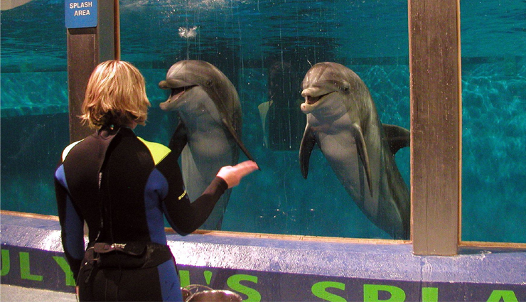 9 Aquariums And Zoos With Dolphins