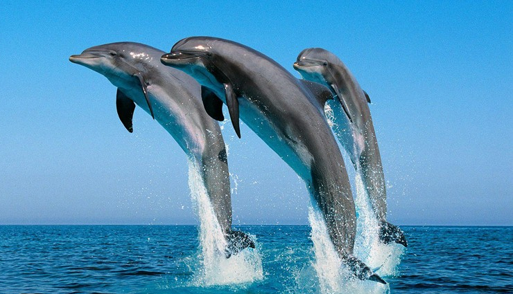 dolphin watching in india,best places to see dolphins in india,dolphin spots india,dolphin tourism in india,where to watch dolphins in india,dolphin sighting locations india,marine wildlife india,dolphin tours india,dolphin beaches india,top dolphin destinations india