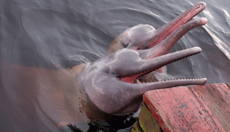 dolphin watching in india,best places to see dolphins in india,dolphin spots india,dolphin tourism in india,where to watch dolphins in india,dolphin sighting locations india,marine wildlife india,dolphin tours india,dolphin beaches india,top dolphin destinations india