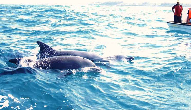 dolphin watching in india,best places to see dolphins in india,dolphin spots india,dolphin tourism in india,where to watch dolphins in india,dolphin sighting locations india,marine wildlife india,dolphin tours india,dolphin beaches india,top dolphin destinations india